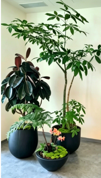 北仑花木租用服务-奉化花木租摆流行度-镇海绿化养护修剪师-北仑绿植租赁服务质量